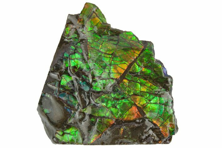 Rainbow-Colored Ammolite (Fossil Ammonite Shell) - Alberta #236419